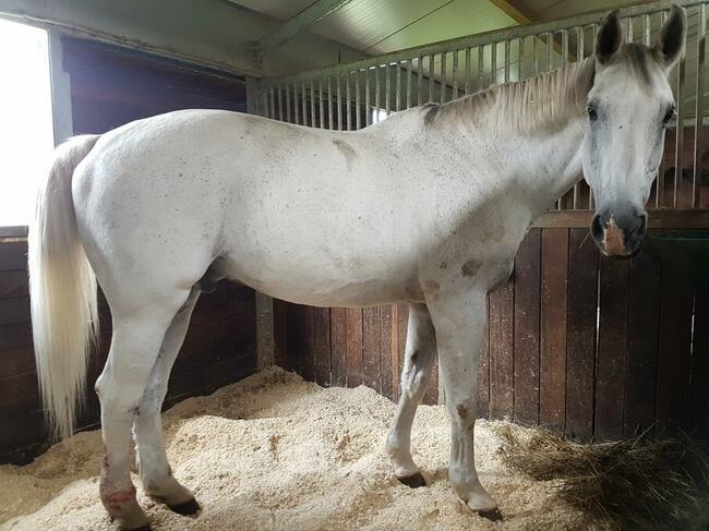 Ściółka dla koni, trocina, wióry odpylone, paleta 18 opk.