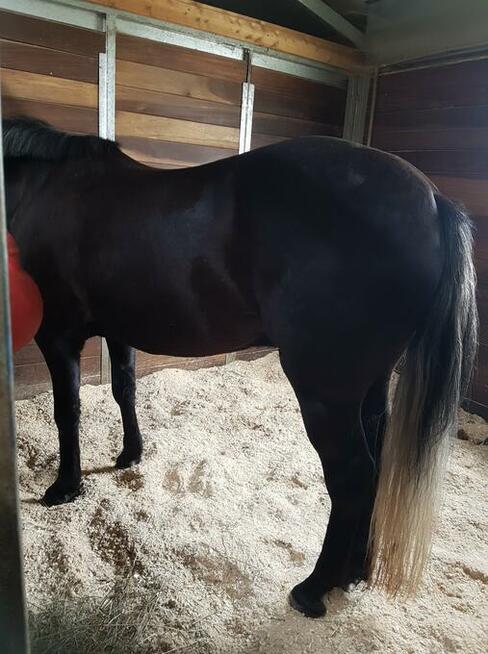 Ściółka dla koni, trocina, wióry odpylone, paleta 18 opk.