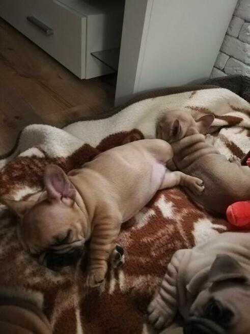 Buldog Francuski z rodowodem