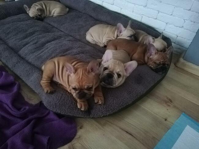 Buldog Francuski z rodowodem