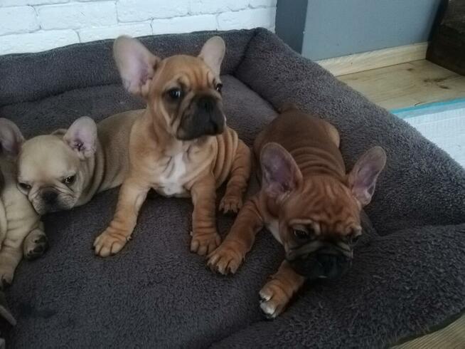 Buldog Francuski z rodowodem