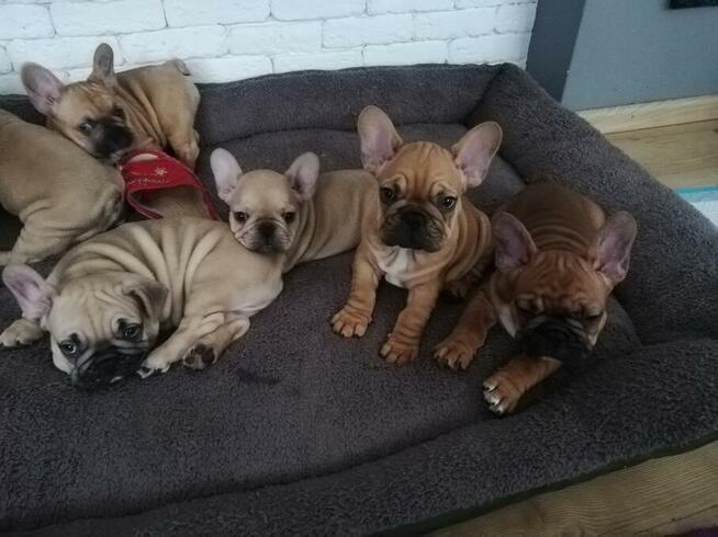 Buldog Francuski z rodowodem
