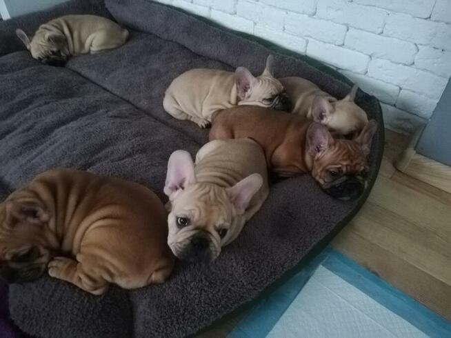 Buldog Francuski z rodowodem