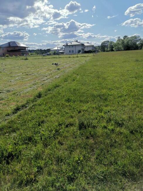 Koszenie trawy, trawniki, nieużytki, zarośla, samosiejki