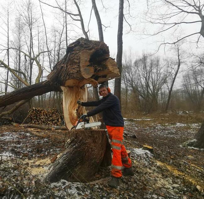 Porządkowanie działek, wycinka drzew, usuwanie karp, rębak