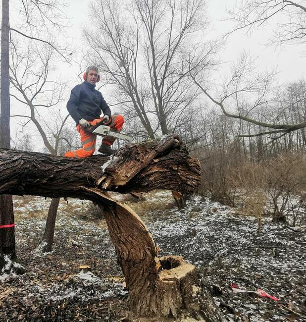 Porządkowanie działek, wycinka drzew, usuwanie karp, rębak