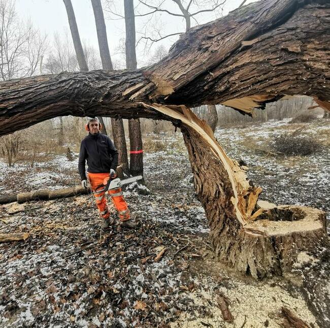 Porządkowanie działek, wycinka drzew, usuwanie karp, rębak