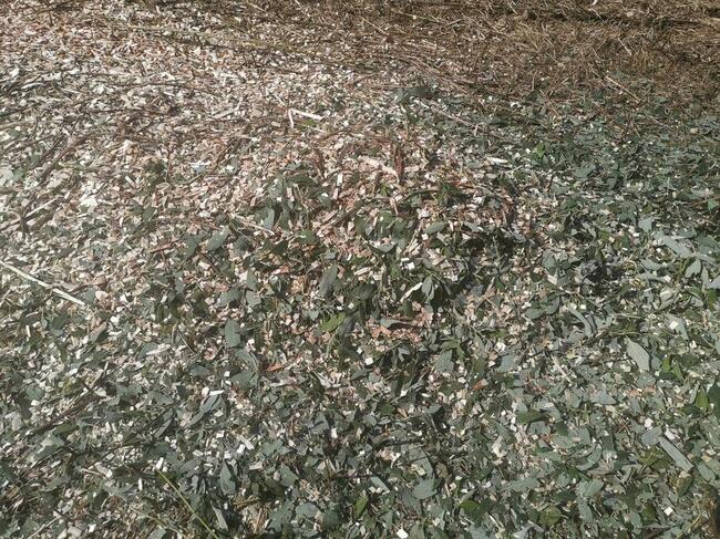 Zrebkowanie, mielenie gałęzi, rębak, porządkowanie działek