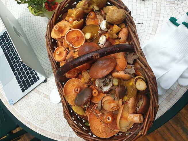 Magiczne Wieczory Panieńskie w Sercu Natury