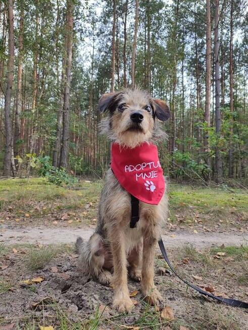 Młody, niewielki Pompon - kotolubny, łagodny kudłatek!