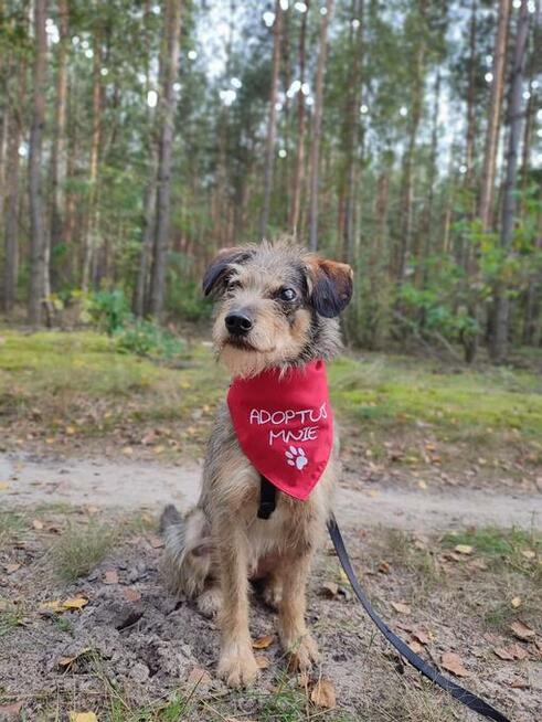 Młody, niewielki Pompon - kotolubny, łagodny kudłatek!