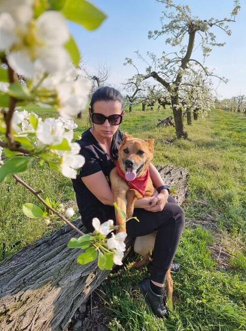 Pistacja, młoda suczka ONka, łągodna, wesoła - pokochaj ją!