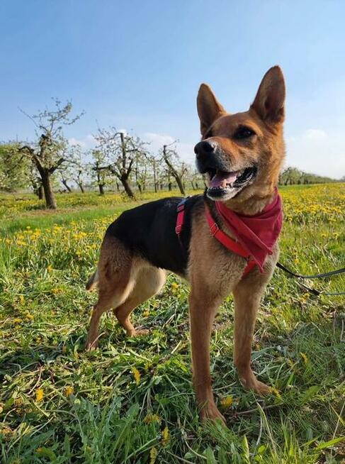 Pistacja, młoda suczka ONka, łągodna, wesoła - pokochaj ją!