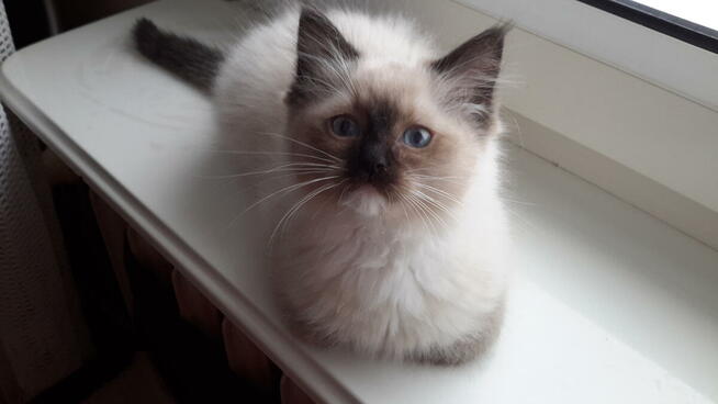 Kotki ragdoll