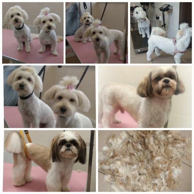 DagiStyl. Psi fryzjer.