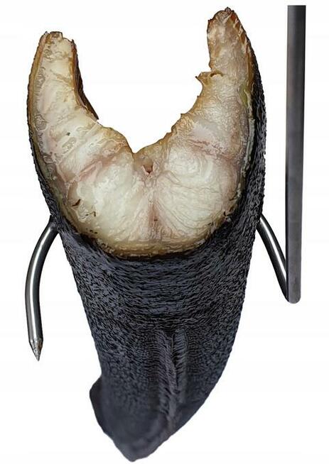 Hak Wędzarniczy Do Ryb Wkręcany W16