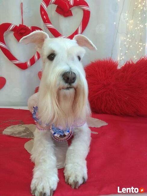 # Pracownia #groomerska dla psów # Iluzja