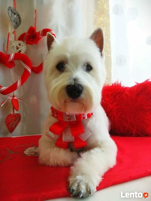 # Pracownia #groomerska dla psów # Iluzja