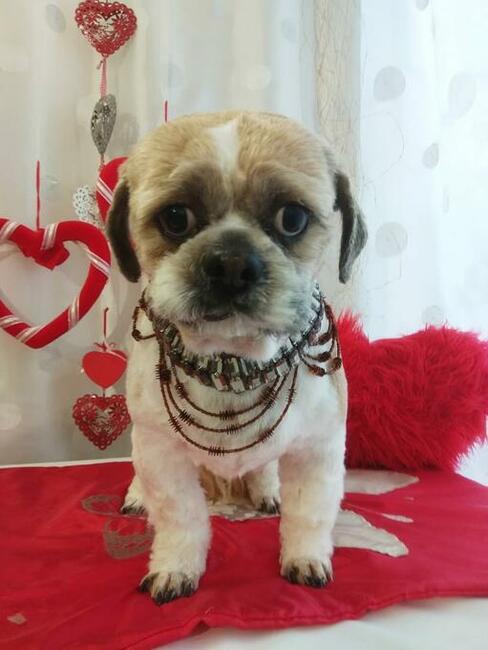 # Pracownia #groomerska dla psów # Iluzja