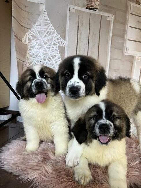 Moskiewski Pies Stróżujący z rodowodem