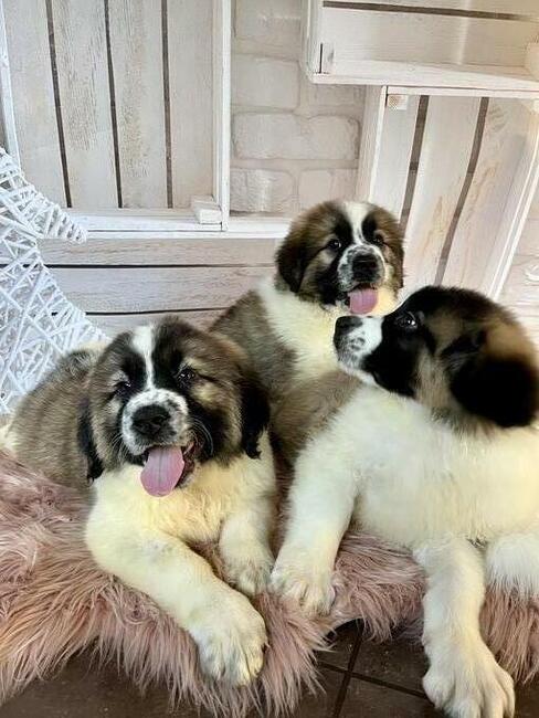 Moskiewski Pies Stróżujący z rodowodem