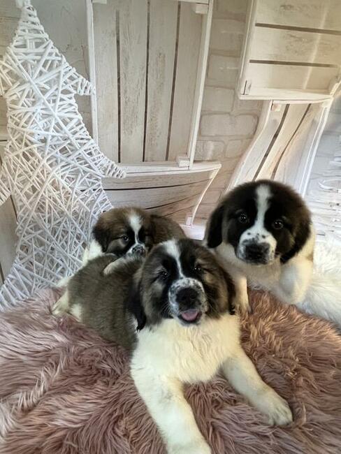 Moskiewski Pies Stróżujący z rodowodem