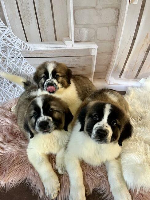 Moskiewski Pies Stróżujący z rodowodem