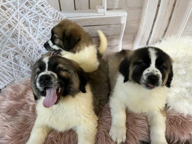 Moskiewski Pies Stróżujący z rodowodem