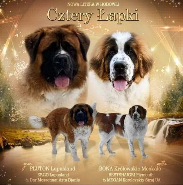 Moskiewski Pies Stróżujący z rodowodem