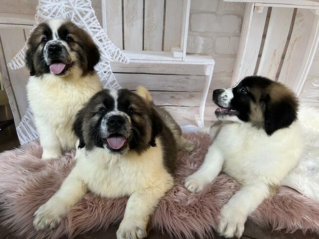 Moskiewski Pies Stróżujący z rodowodem