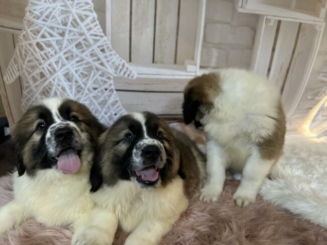 Moskiewski Pies Stróżujący z rodowodem