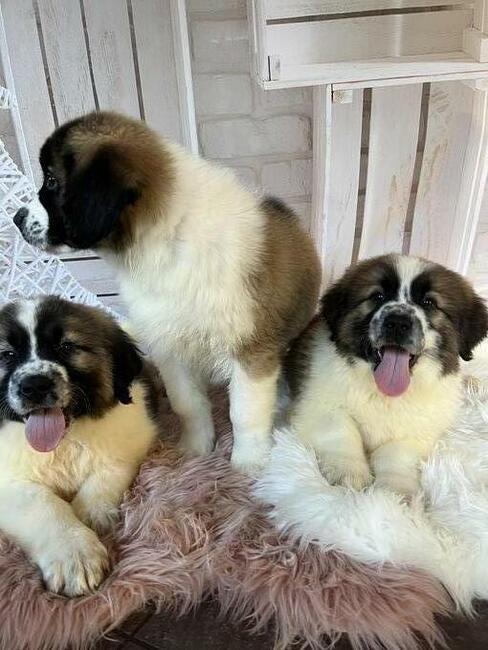 Moskiewski Pies Stróżujący z rodowodem