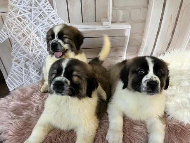 Moskiewski Pies Stróżujący z rodowodem