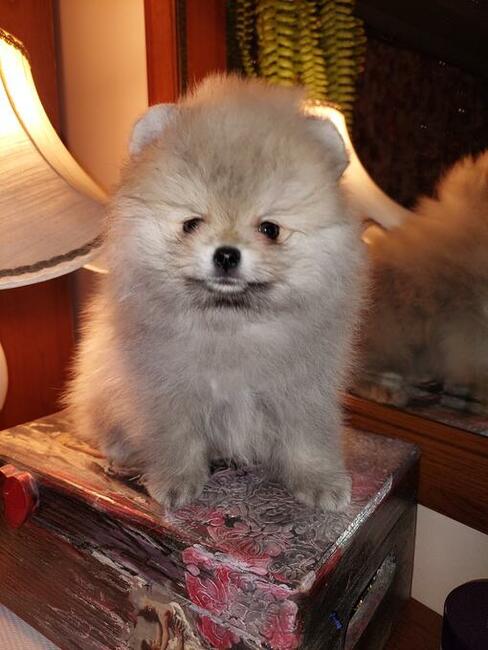 Pomeranian FCI ZKwP szpic miniaturowy