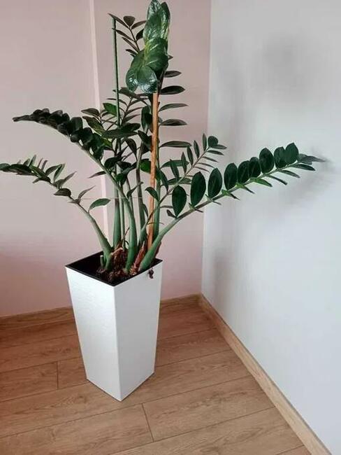 Sprzedam kwiat Zamiokulkas