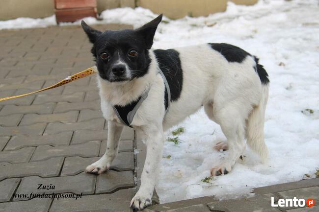 Zuzia - urocza dziewczynka