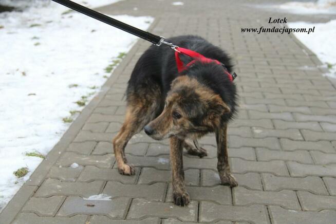 Lotek - dostojny młodzieniec