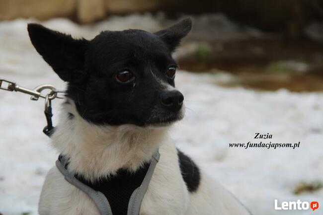 Zuzia - urocza dziewczynka