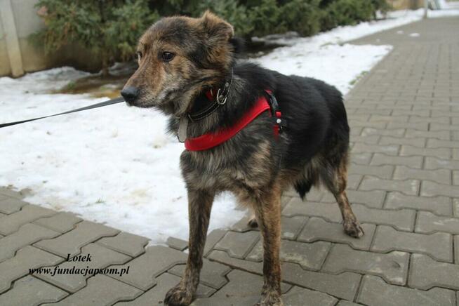 Lotek - dostojny młodzieniec