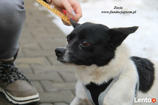 Zuzia - urocza dziewczynka