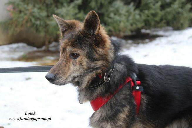 Lotek - dostojny młodzieniec