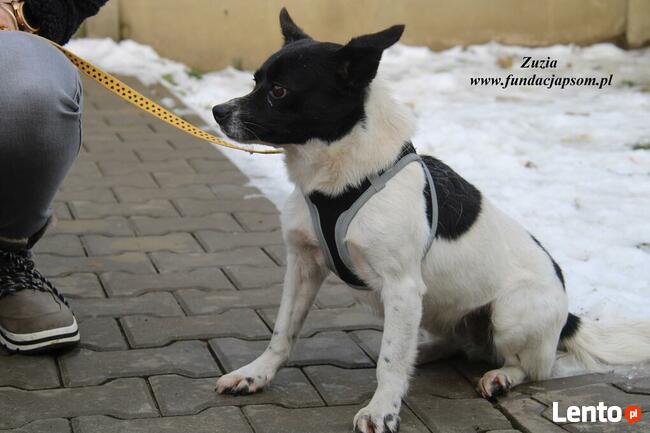 Zuzia - urocza dziewczynka