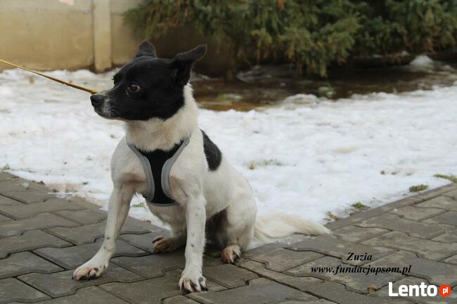 Zuzia - urocza dziewczynka