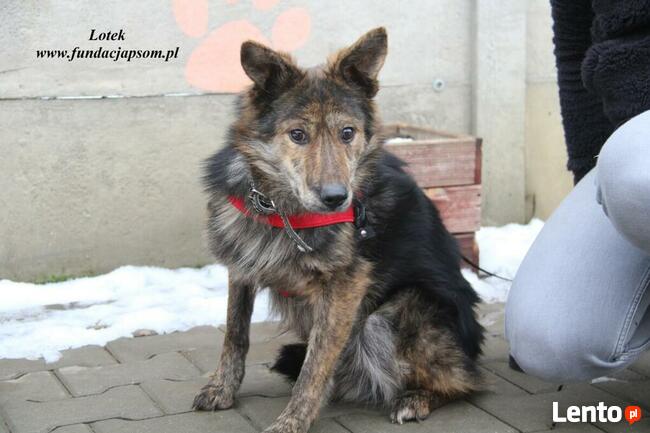 Lotek - dostojny młodzieniec