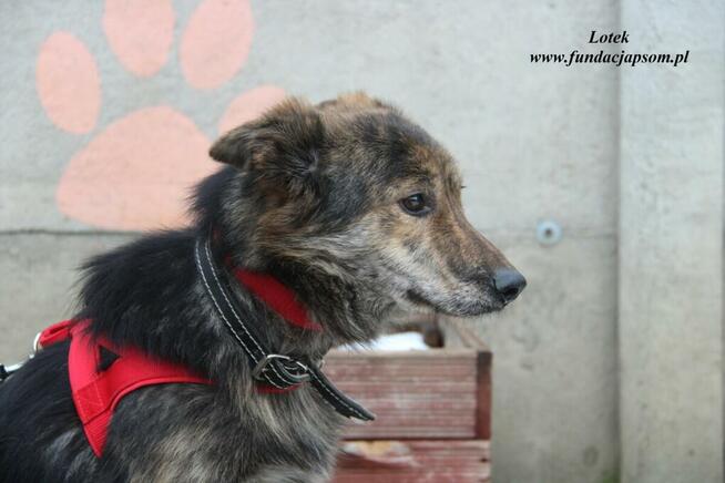 Lotek - dostojny młodzieniec