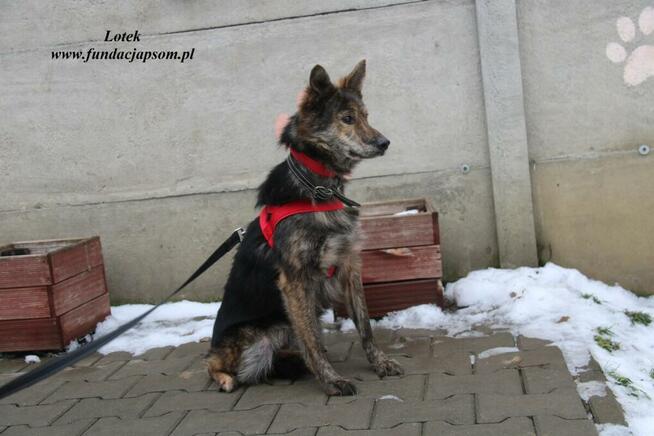 Lotek - dostojny młodzieniec