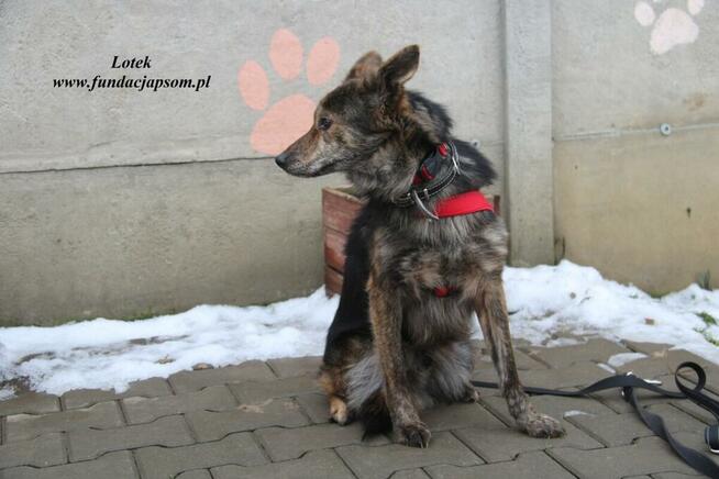 Lotek - dostojny młodzieniec