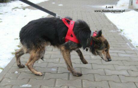 Lotek - dostojny młodzieniec
