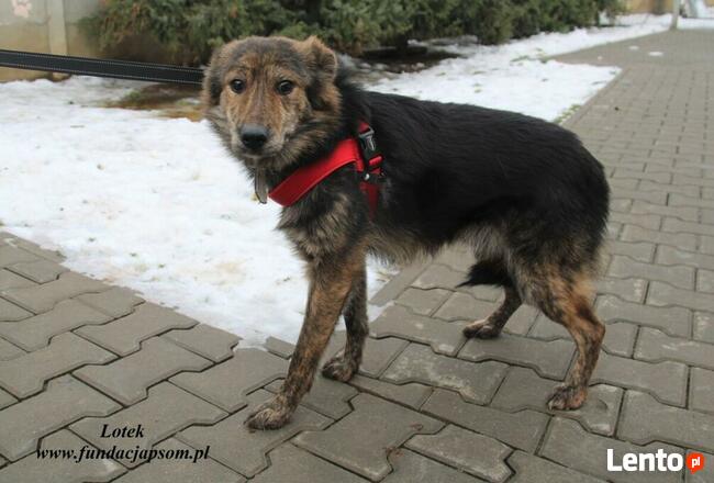 Lotek - dostojny młodzieniec