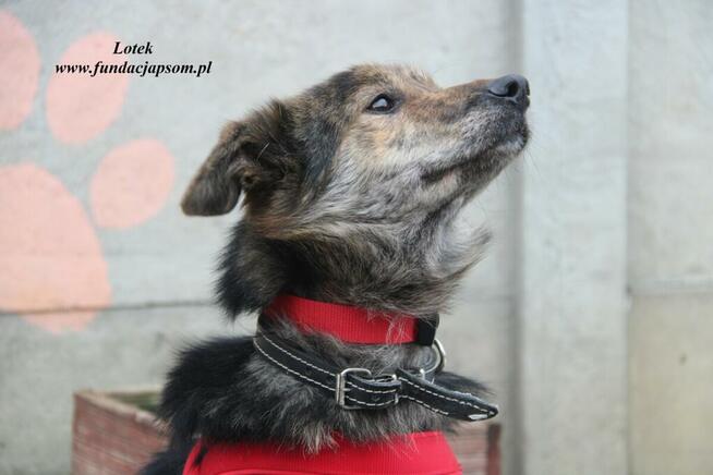 Lotek - dostojny młodzieniec